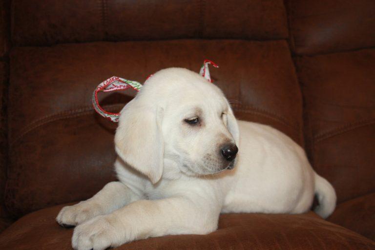Nursery/Expecting TLC Labrador Retrievers Puppy Breeder Ocala