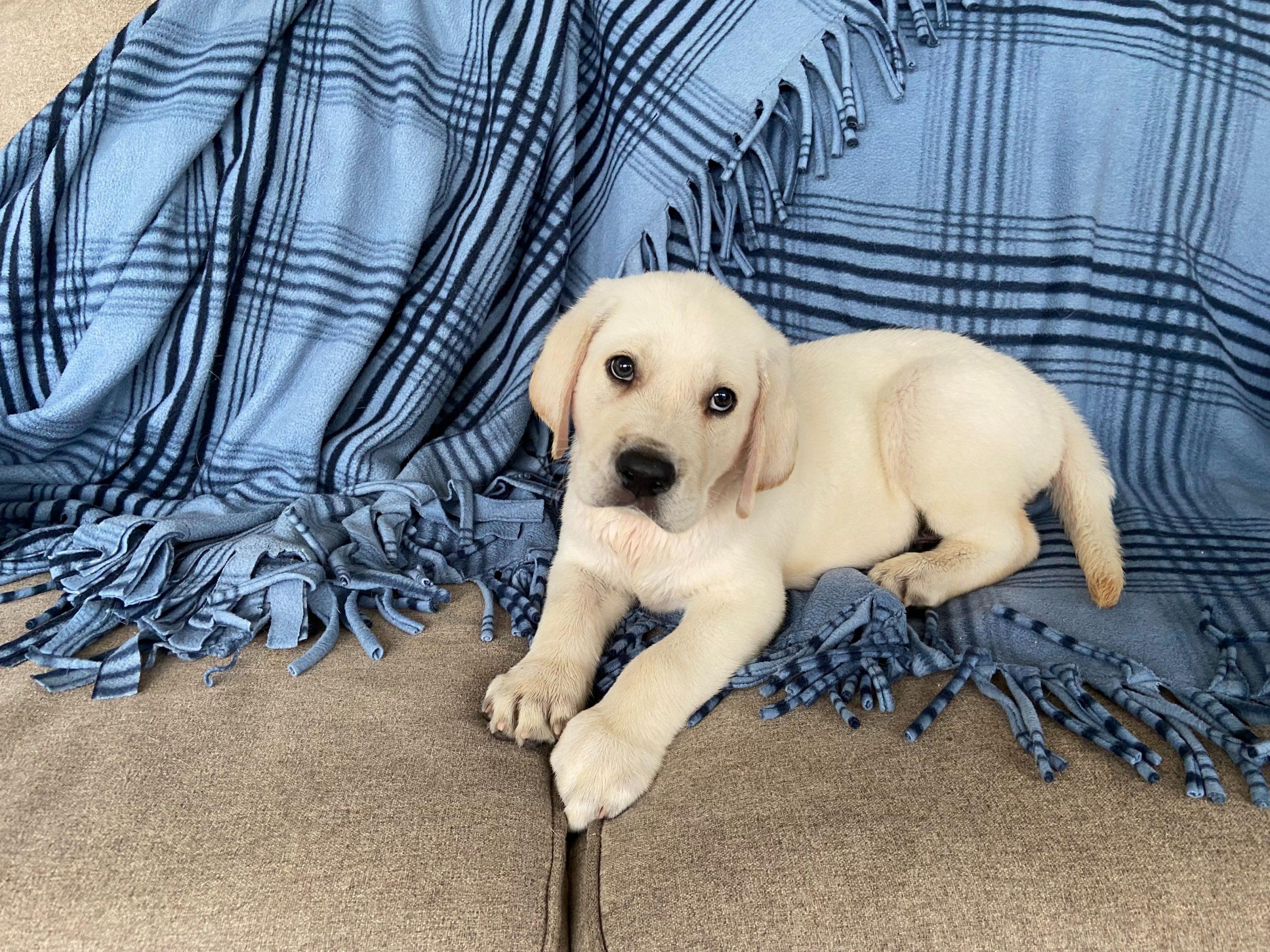 Puppies Available Now TLC Labrador Retrievers Ocala Florida