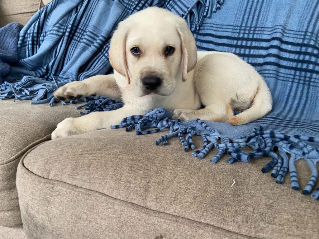 Puppies Available Now TLC Labrador Retrievers Ocala Florida