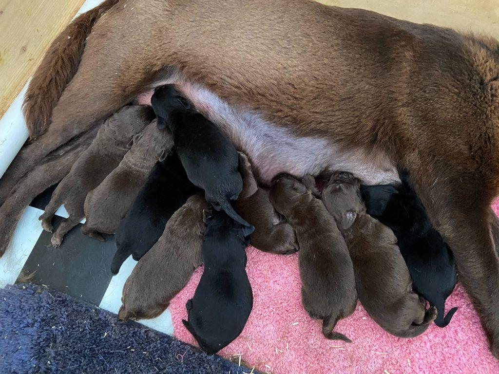 Nursery/Expecting TLC Labrador Retrievers Puppy Breeder Ocala