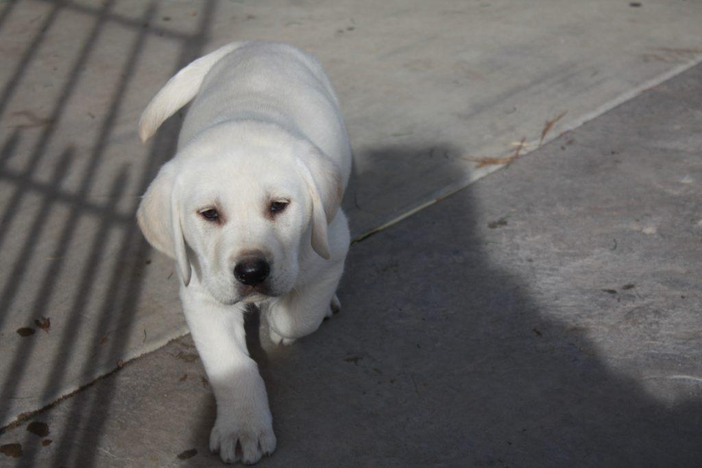 Nursery/Expecting TLC Labrador Retrievers Puppy Breeder Ocala