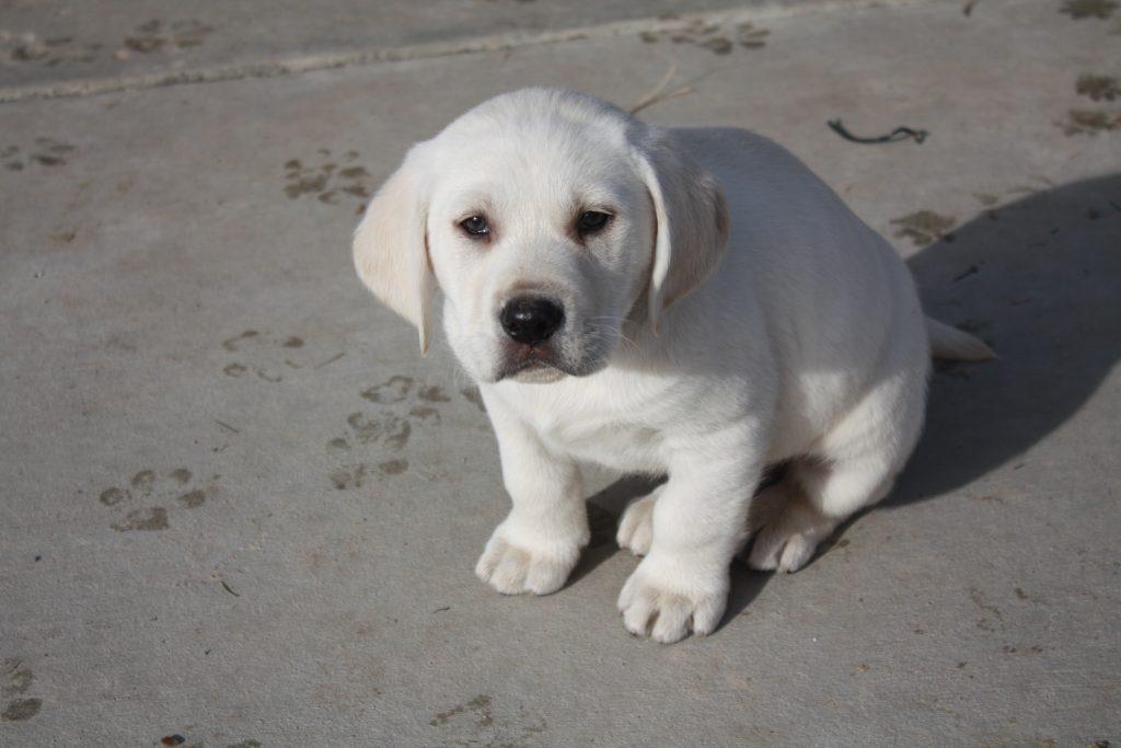 Nursery/Expecting TLC Labrador Retrievers Puppy Breeder Ocala