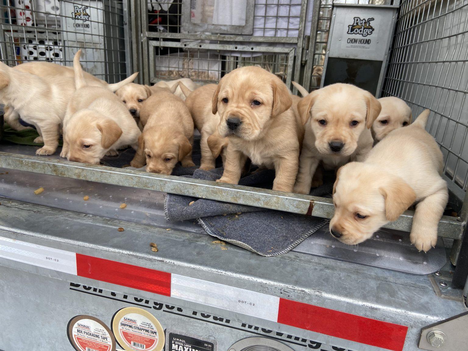 Nursery/Expecting TLC Labrador Retrievers Puppy Breeder Ocala