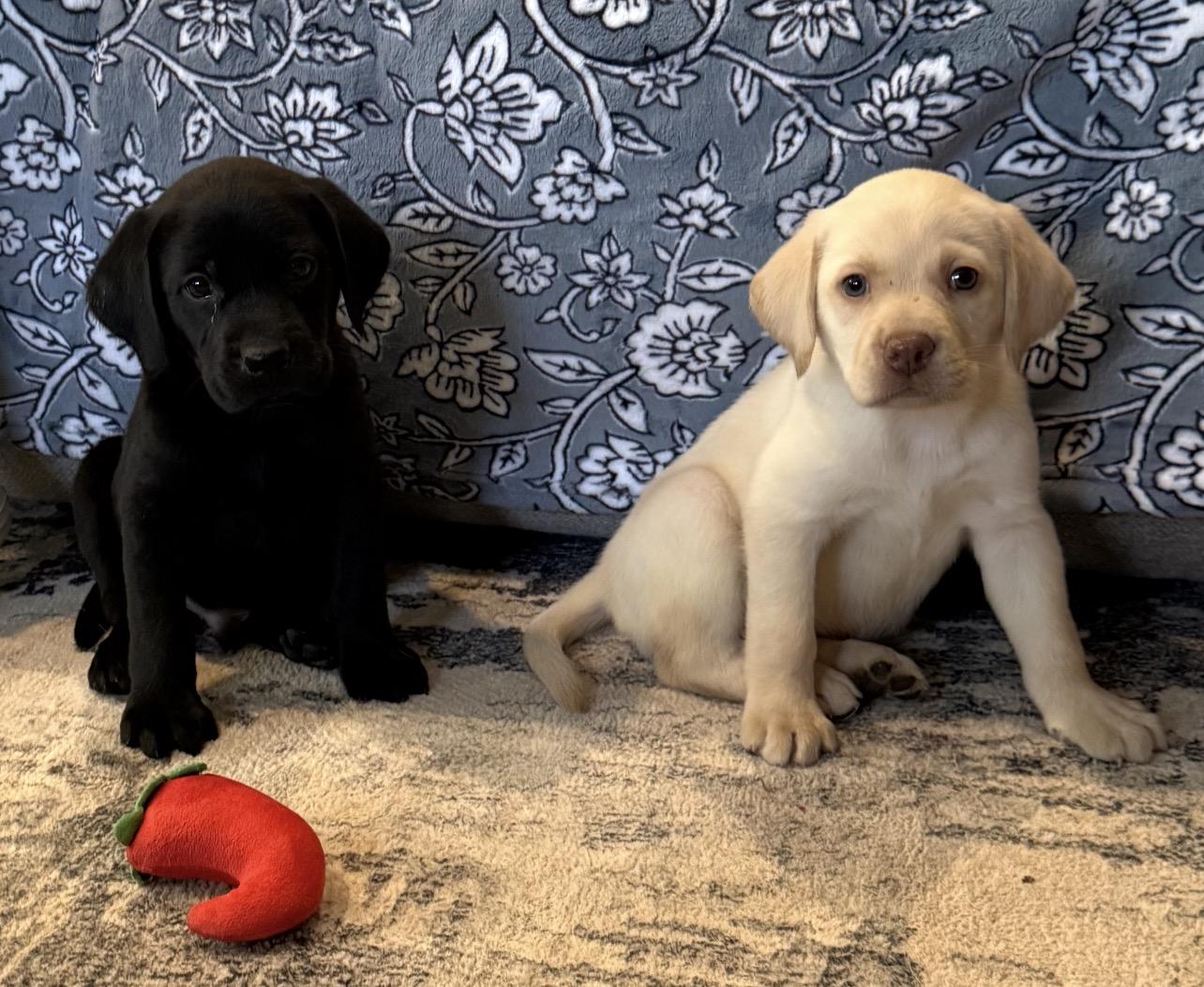 8 weeks old Female black on Left, Male right