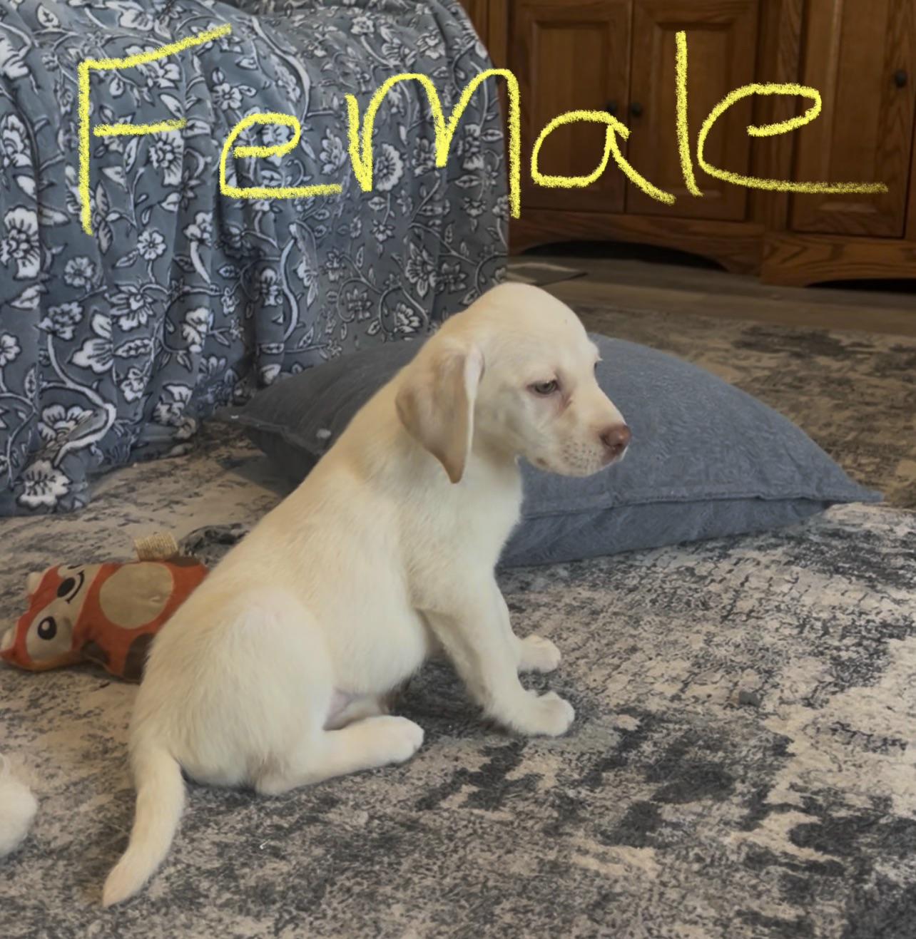 Female available